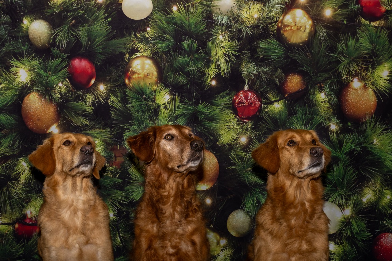Dezember 2025: Spaß mit Hund am Heiligabend